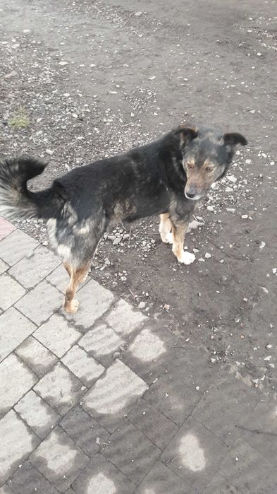 Супер розумний песик в люблячу родину