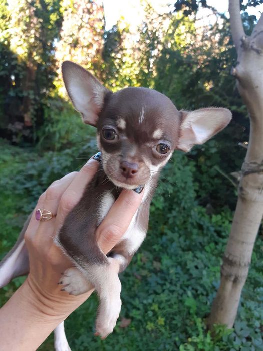 Chihuahua Suczka