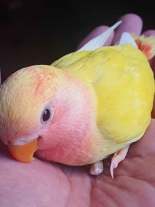 Lindo Roseicolli criado à mão