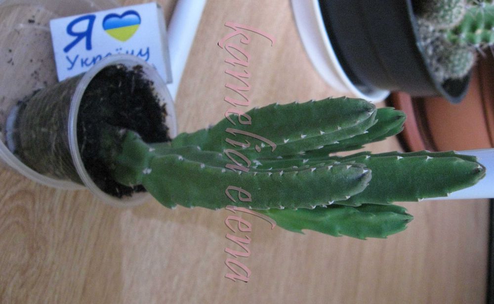 Стапелия грандифлора суккулент.