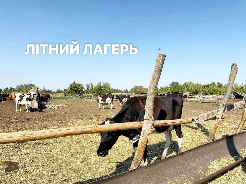Продається діючи СІМЕЙНА Молочна ЕКОФЕРМА +3,2 га +10 га землі