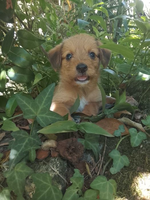 Cachorrinha para adoção responsável