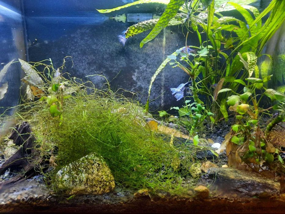 Akwarium ca 50l, żwir, rośliny