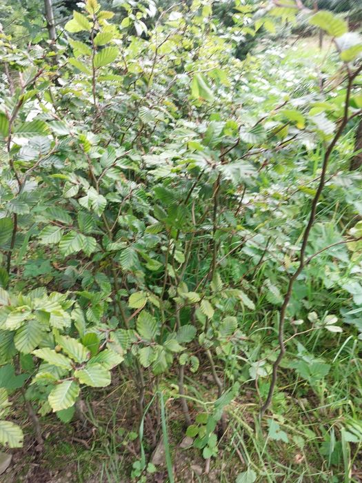 Sadzonka Buka 100cm Pospolitego na żywopłot i zalesienie sadzonki