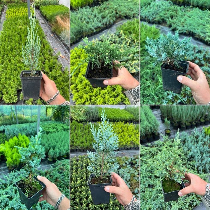 Туя, Смарагд, Ялівець, Ялинка, Кипарис, хвойні,декоративні рослини.