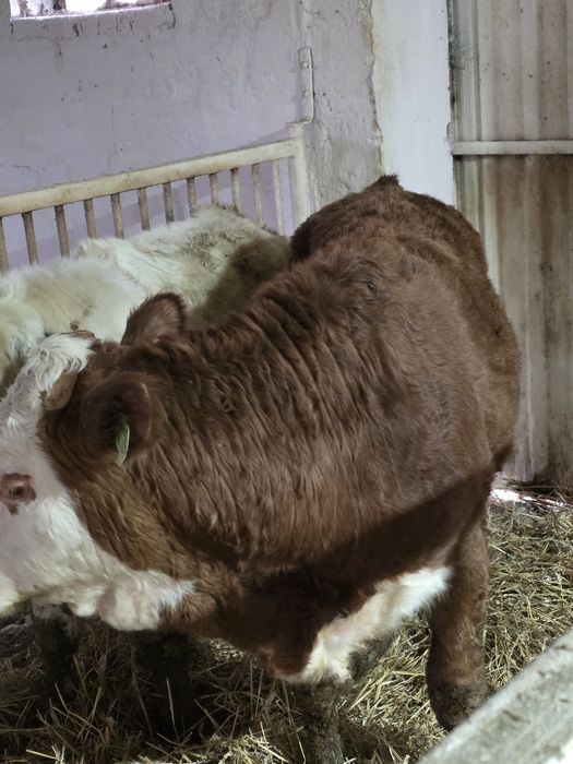 Byczki odsadki 14 sztuk