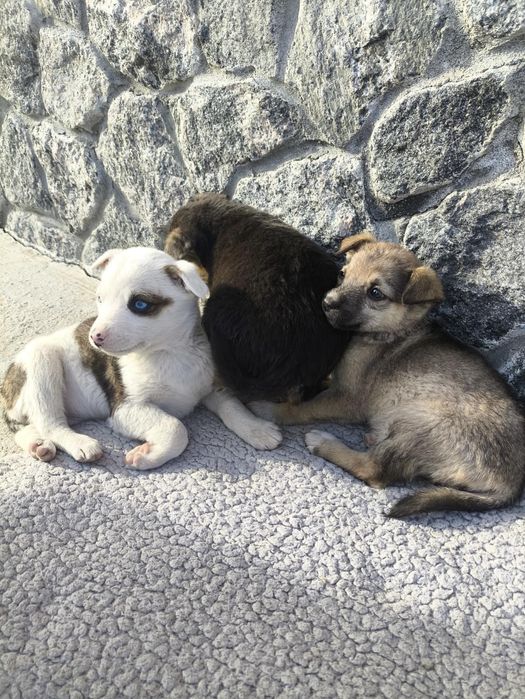 Віддам собачок Гайсин