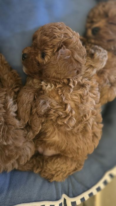 Cavapoo,  F1b, sunia