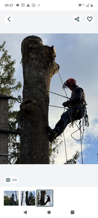 Зрізаю проблемні аварійні дерева