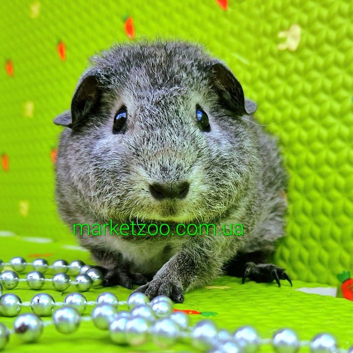 Морские свинки,морская свинка тедди,вислоухие колобочки серебро!!!