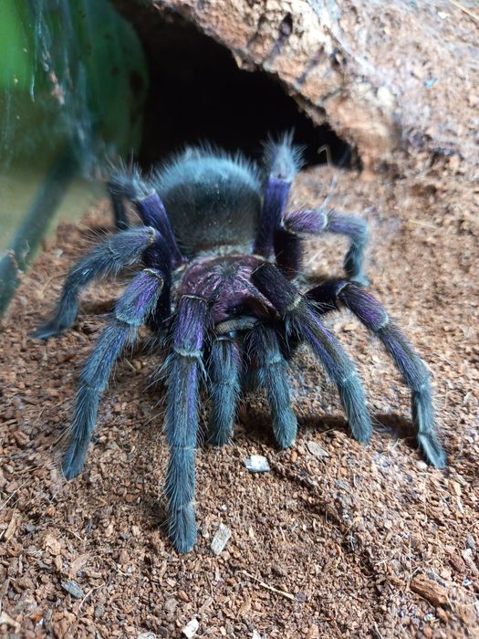 Phormictopus sp.  Dominican purple l3  Pająk ptasznik