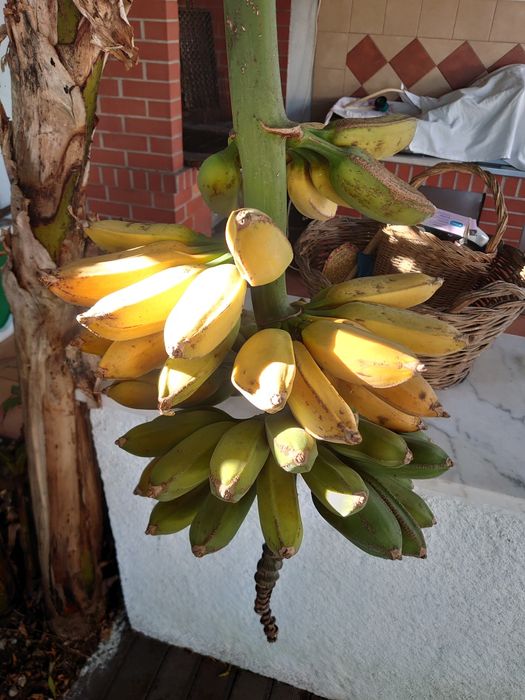 Bananeiras Bananas Fruto (3 = 40,00 EUROS)