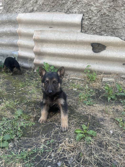 Продам цуценят вівчарки чистокровні