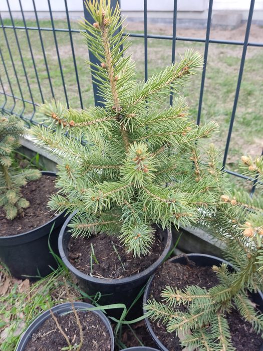 Świerk biały w doniczce