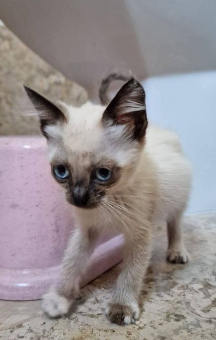 Nininha- gata bebé para adoção responsável