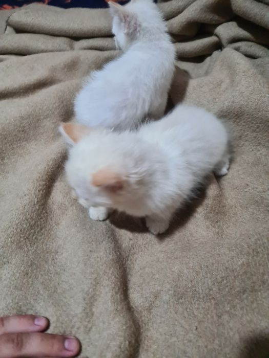 Gatinhas para Adoção