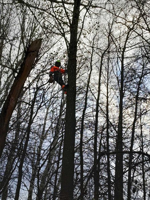 BEZPIECZNA Wycinka i Pielęgnacja Drzew | DOŚWIADCZONY Arborysta