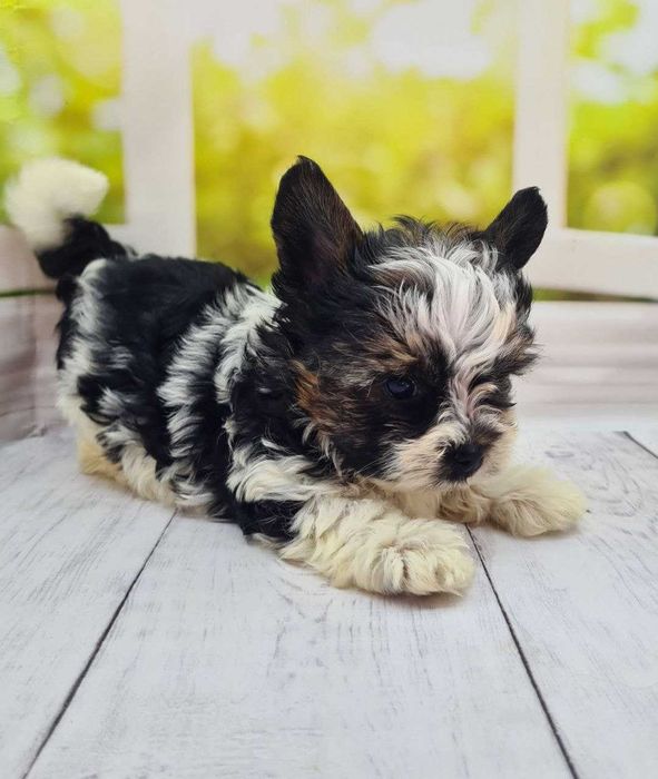 Бівер йорки малюки клубні.Породні дані на висоті