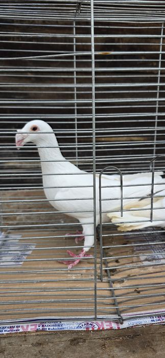 Gołębie rzeszowskie