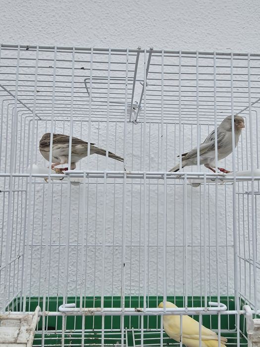 Canarias de 2024 e macho de 2025