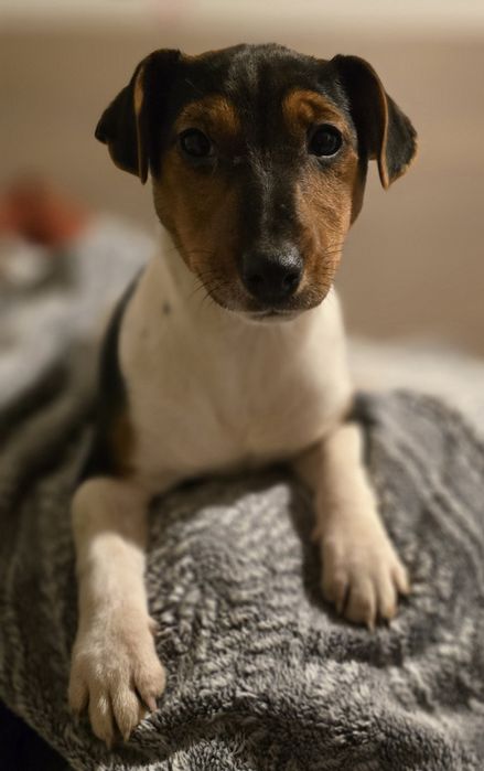 Jack Russel Terrier
