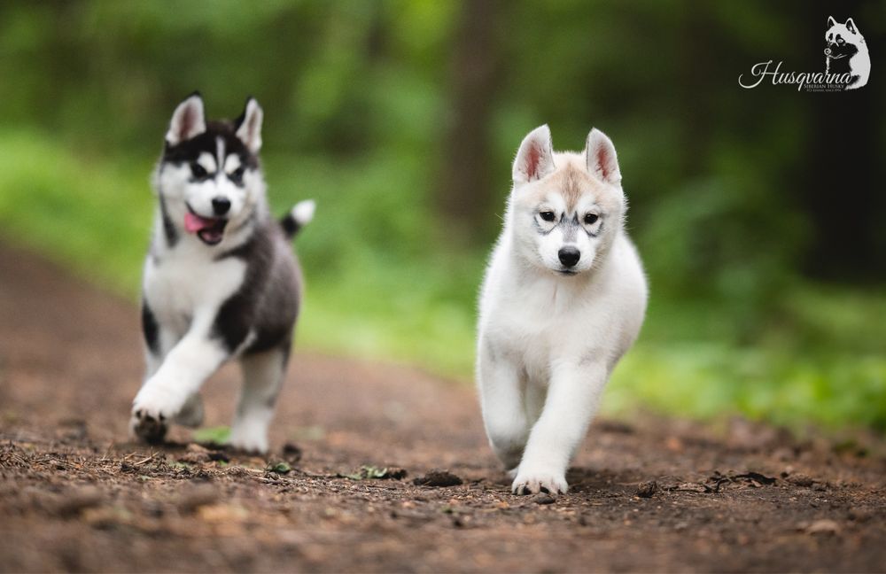 Śliczny piesek Siberian Husky / hodowla ZKwP & FCI od 1994 r.