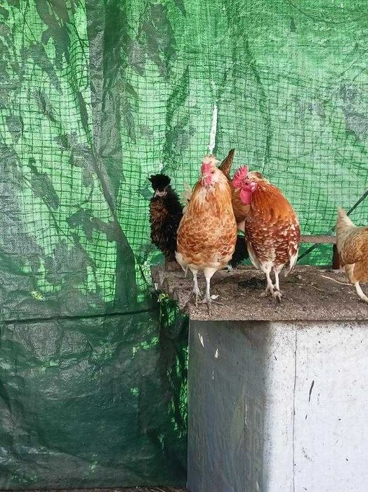 Карликовые куры Бентамки . Півень Петух Курка Курица