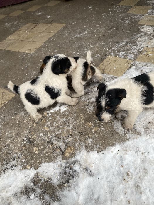 Фокси шукають господарів