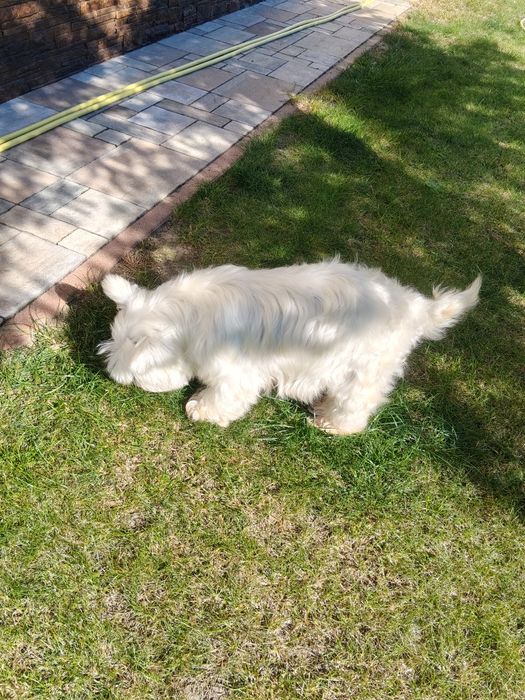 West Highland White Terrier suczka