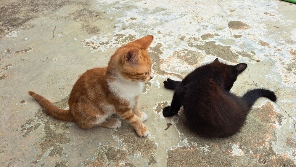 Ofereço gatinhos para adoção responsável