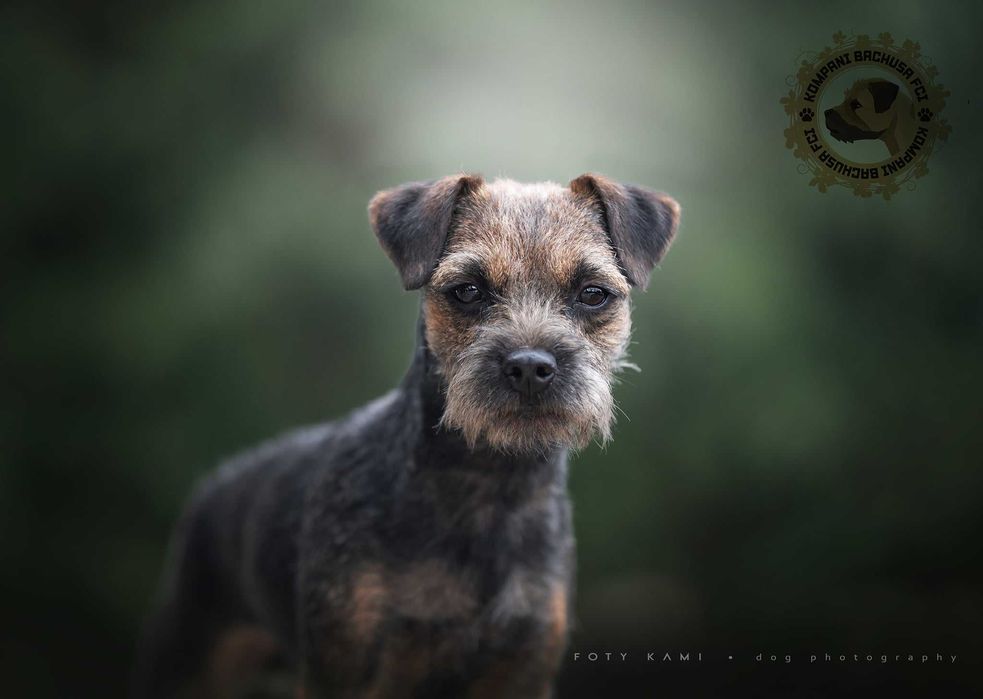Border terrier FCI Szczeniak (wybitni rodzice) rezerwacja 2026