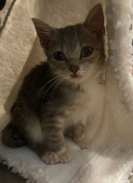 Киця, кошеня 2,5місяці