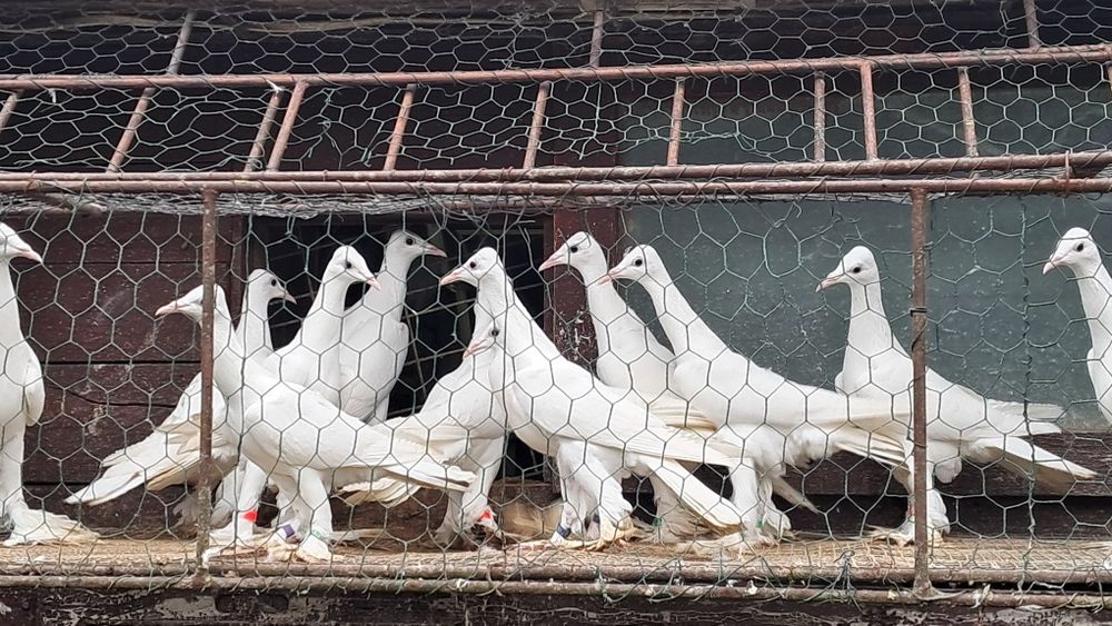 Golebie ozdobne bociany