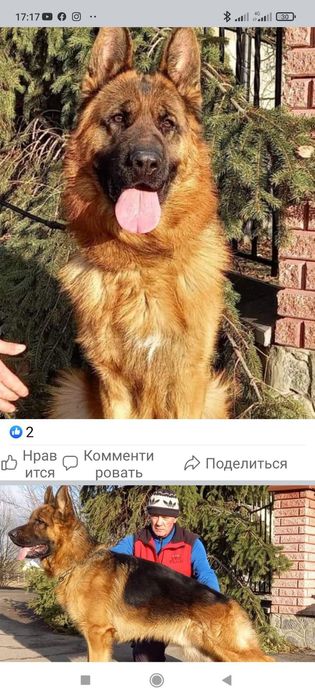 Цуценята німецької вівчарки