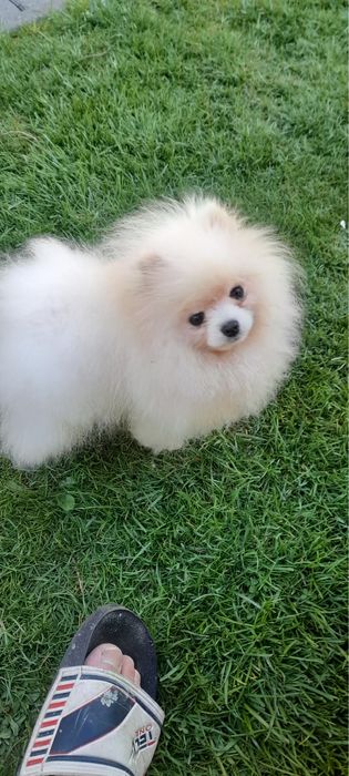 Szpic miniaturowy pomeranian