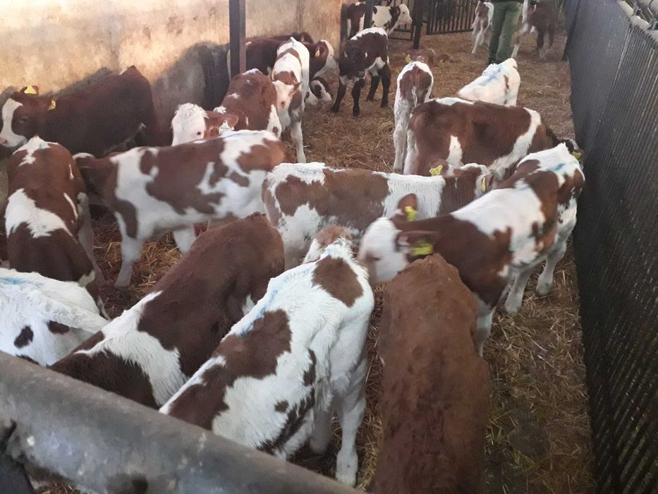 Cielęta mięsne  Simental, startery, odsadki, samodzielne, na mleko