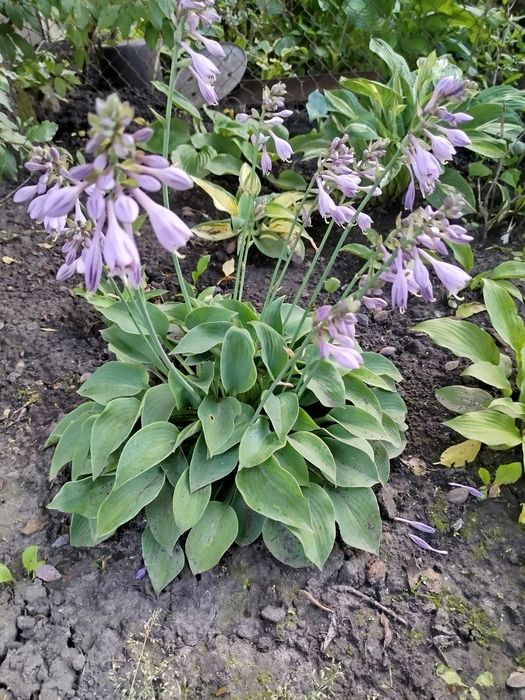 Хости  Grand marque,  Bobcat, blue cadet,