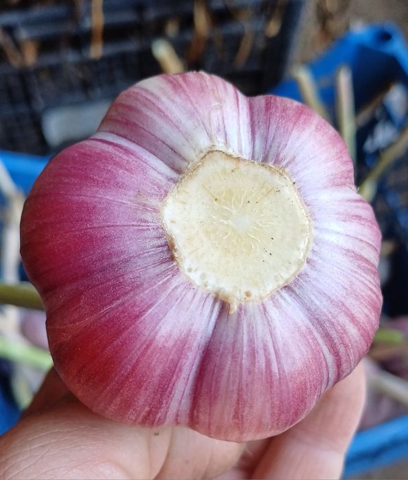 Czosnek zimowy Harnaś