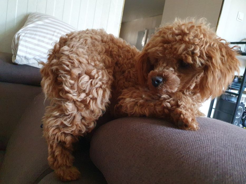 Щенки Той пудель  китай .тикап