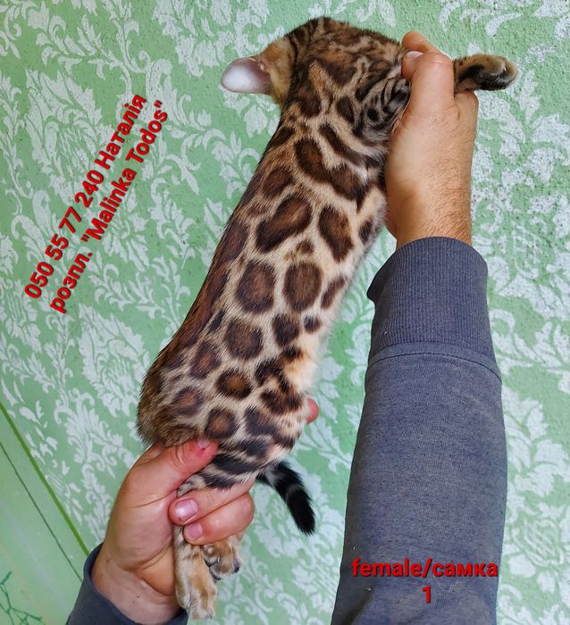 Перша дівчинка з Виводка. Яскрава, Клубна