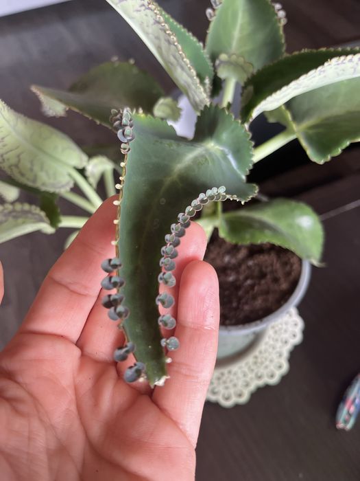 Sadzonki żyworódki z zarodnikami - bardzo duże