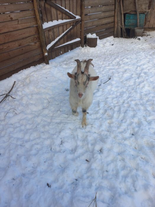 Продам молодого Козла козлика