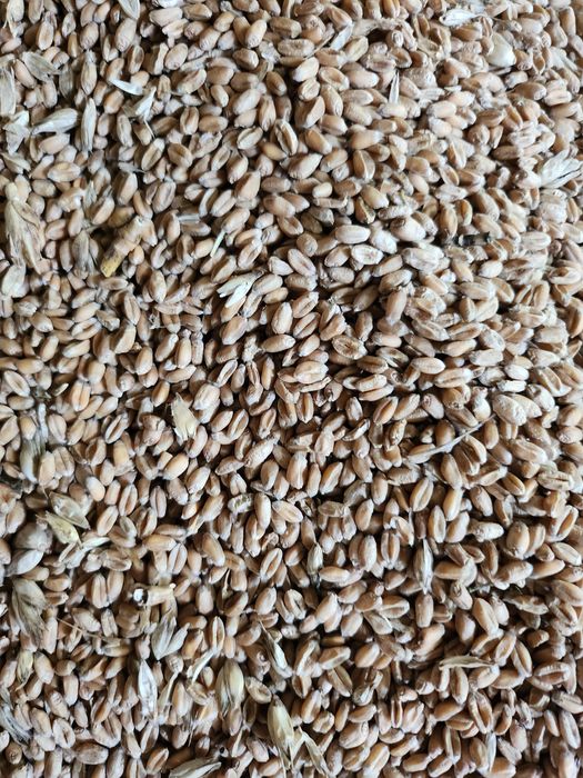 Pszenicę sprzedam, zbiór 2025 rok