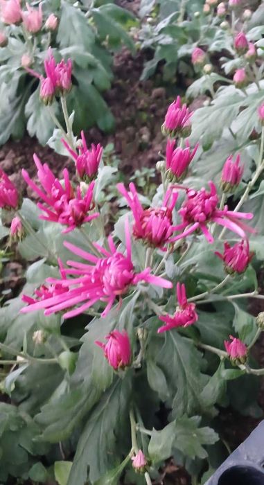 хризантема маточники