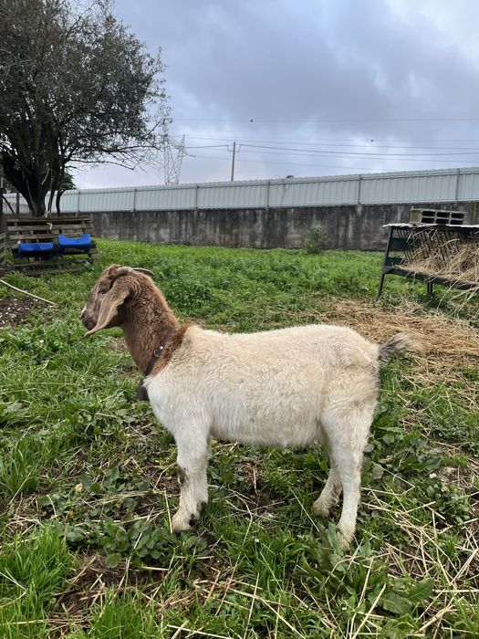 Cabra Boer Pura 9 meses