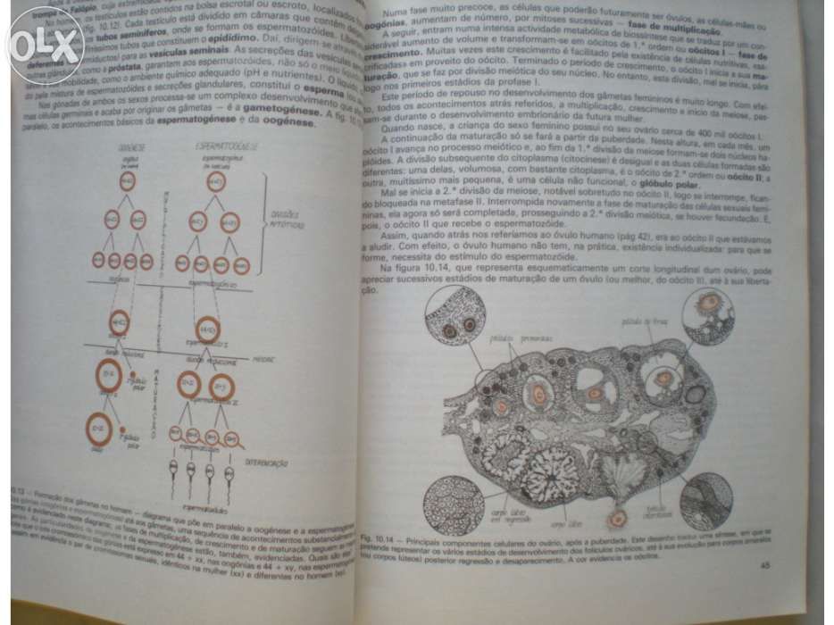 Biologia - espreitar para  vida