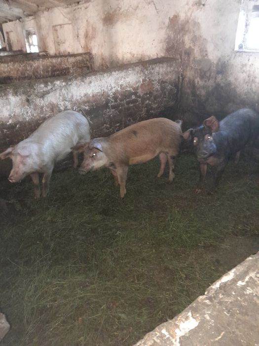 Свині, білі великі