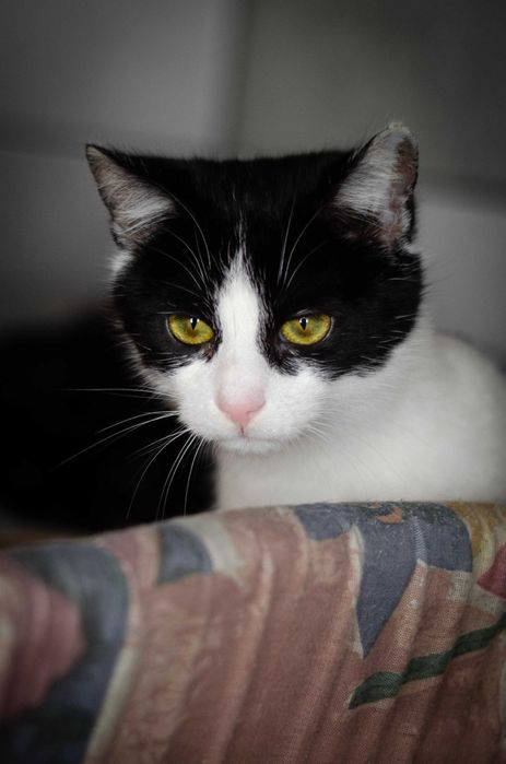 PLAMKA młoda i przyjazna kotka do adopcji