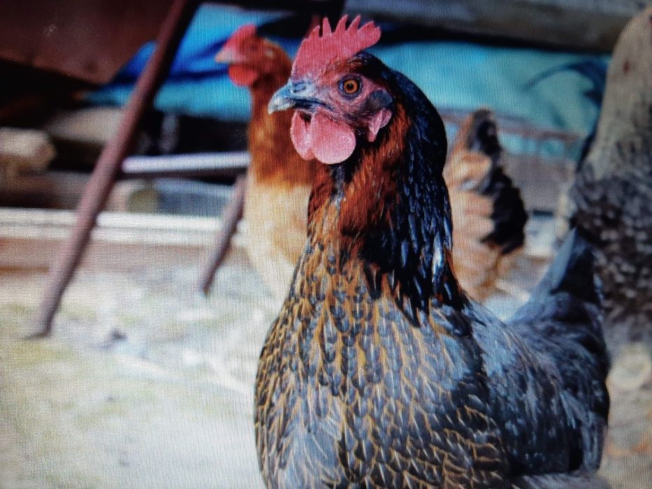 Kury, kurczęta odchowane, indyki, brojlery, kaczki, gęsi