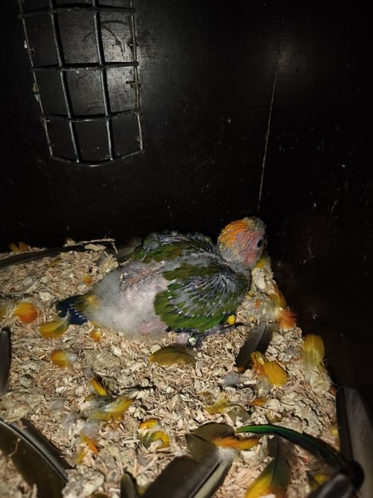 Vendo aratinga sol